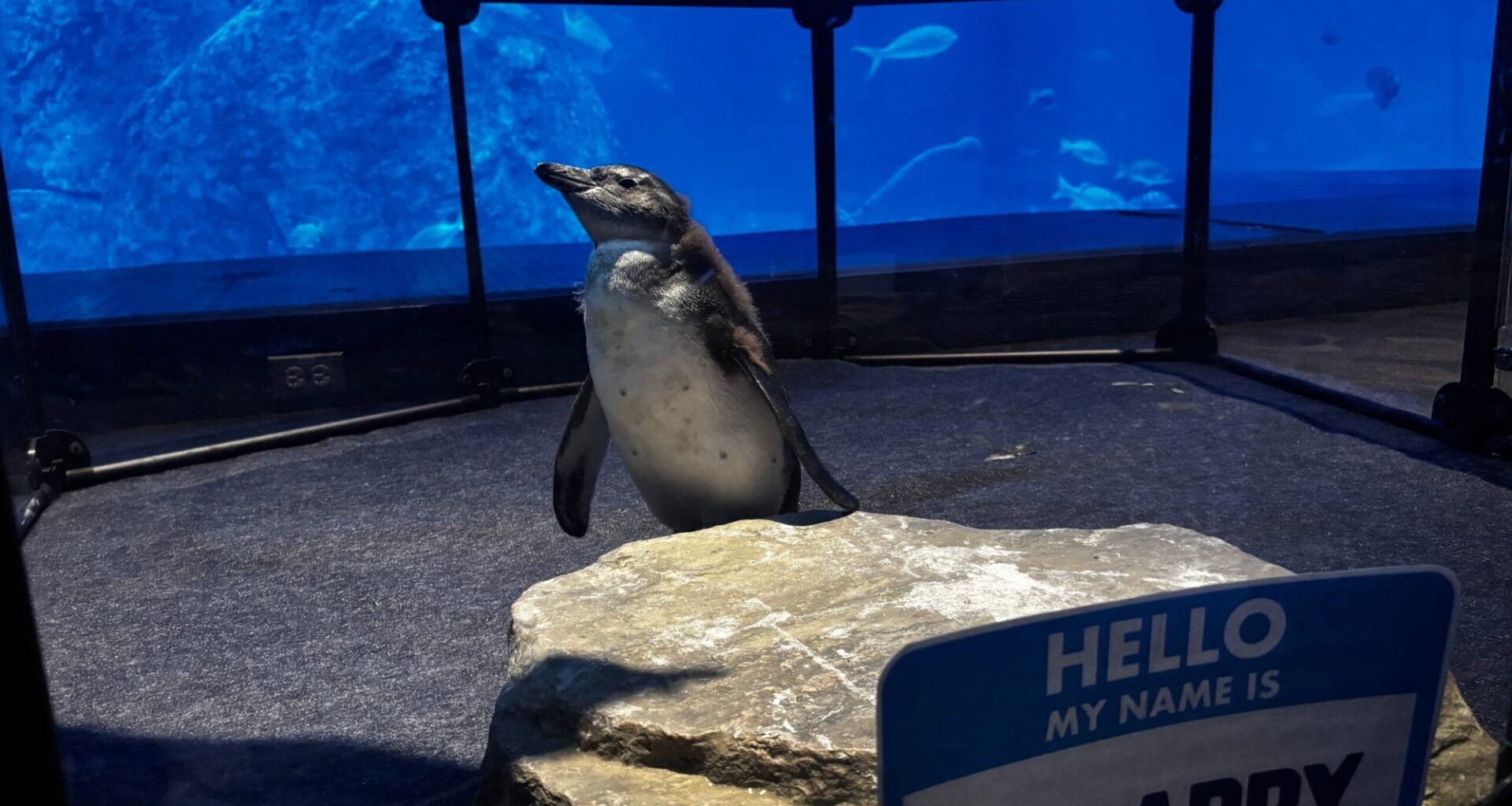 Meet “Scrappy”: Adventure Aquarium’s Newest African Penguin Chick