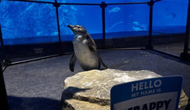 Meet “Scrappy”: Adventure Aquarium’s Newest African Penguin Chick