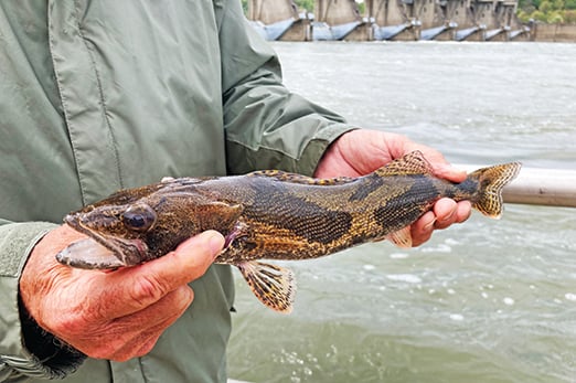 Action plans made for restoring Lake Erie sauger in the Western Basin