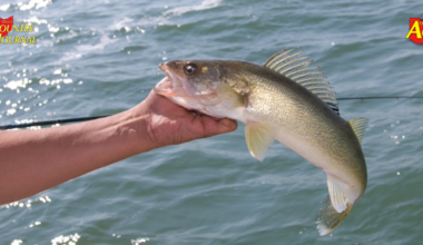 Nick Kocher of MKB Farms talks cattle and monoslope barn experience