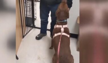 Watch: Lost dog found in Philadelphia after four years