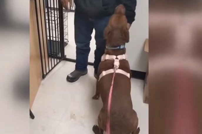 Watch: Lost dog found in Philadelphia after four years