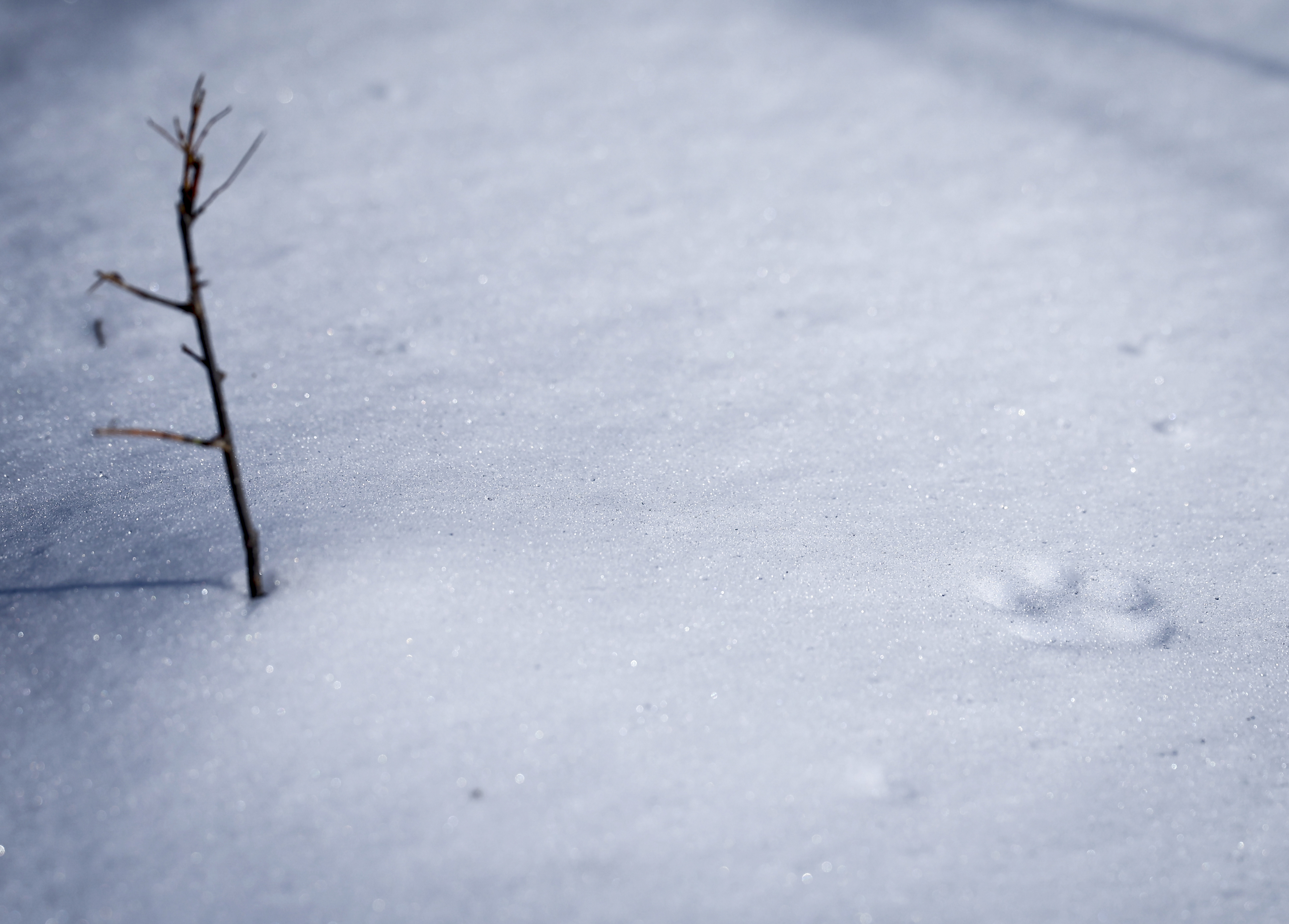 An animal footprint is seen in the snow during a Winter Wildlife Snowshoe excursion put on by the Wildlands Conservancy Wednesday, Jan. 28, 2026, through Janet Johnston Housenick and William D. Housenick Memorial Park and Archibald Johnston Conservation Area in Bethlehem Township.