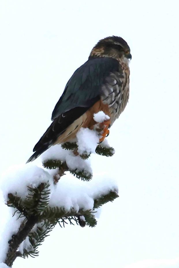 A merlin in Jim Dietrich Park in Muhlenberg Township surveys its territory during the Reading Christmas Bird Count on Dec. 14, 2025. (Courtesy of Todd Underwood)
