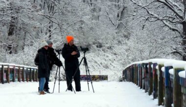 Christmas Bird Counts affected by adverse weather in Berks