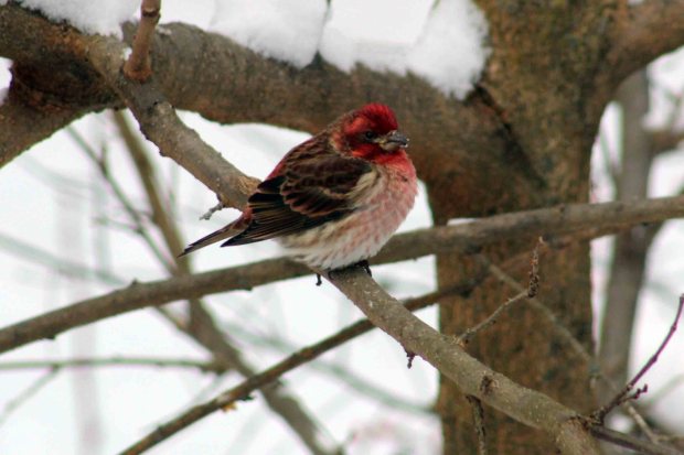 A purple finch, an increasingly rare sighting from the North, was found on the Reading Christmas Bird Count on Dec. 14, 2025. (Courtesy of Peter and Jane Wolfe)