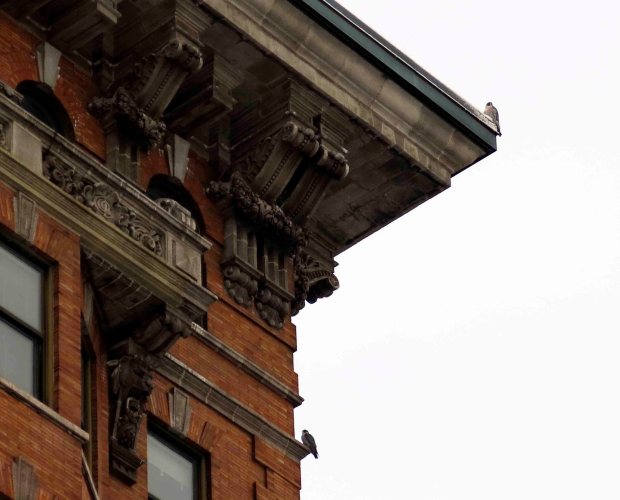 A peregrine falcon pair perches on the Callowhill Center at Fifth and Penn streets during the Reading Christmas Bird Count on Dec. 14, 2025. (BILL UHRICH/READING EAGLE)