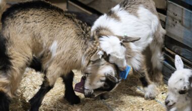 Here's what you need to know if you're going to the 2026 PA Farm Show