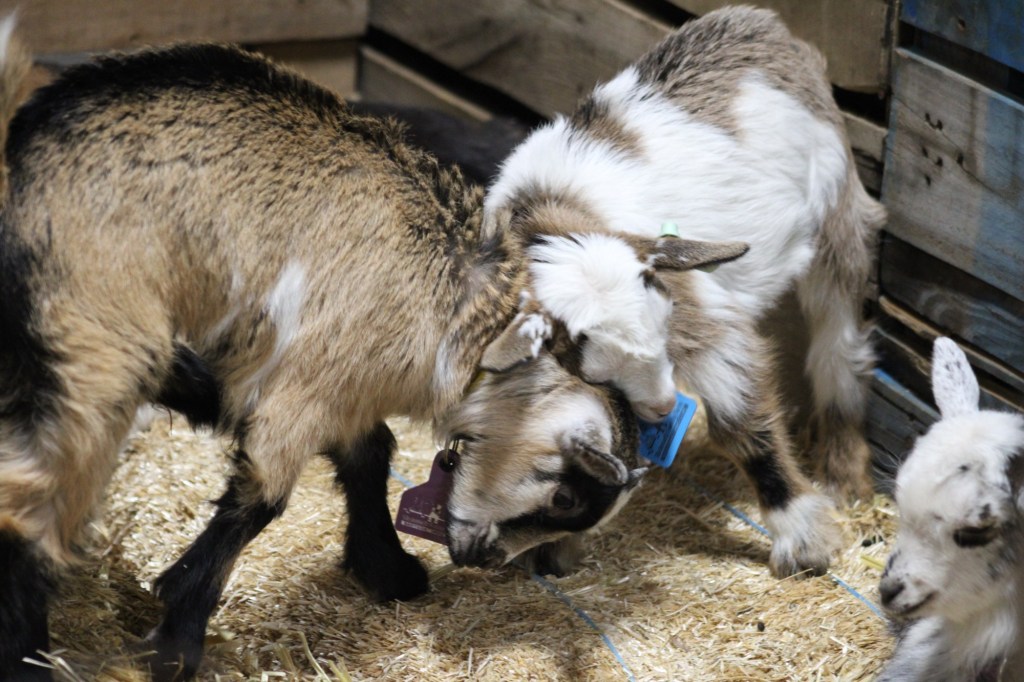 Here's what you need to know if you're going to the 2026 PA Farm Show