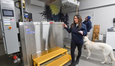 Death of dog provides inspiration for pet funeral services