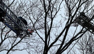 Attempt to save cockatiel concludes when bird flies away