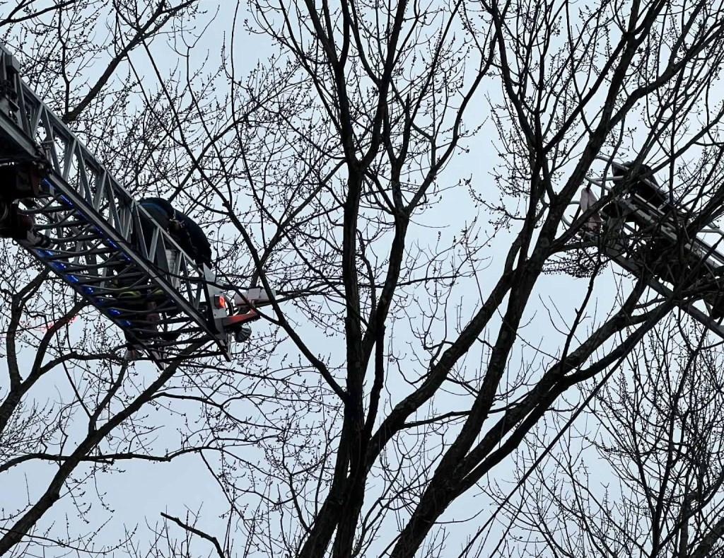 Attempt to save cockatiel concludes when bird flies away
