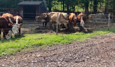 Whole milk likely to return to school lunchrooms – Scranton Times-Tribune