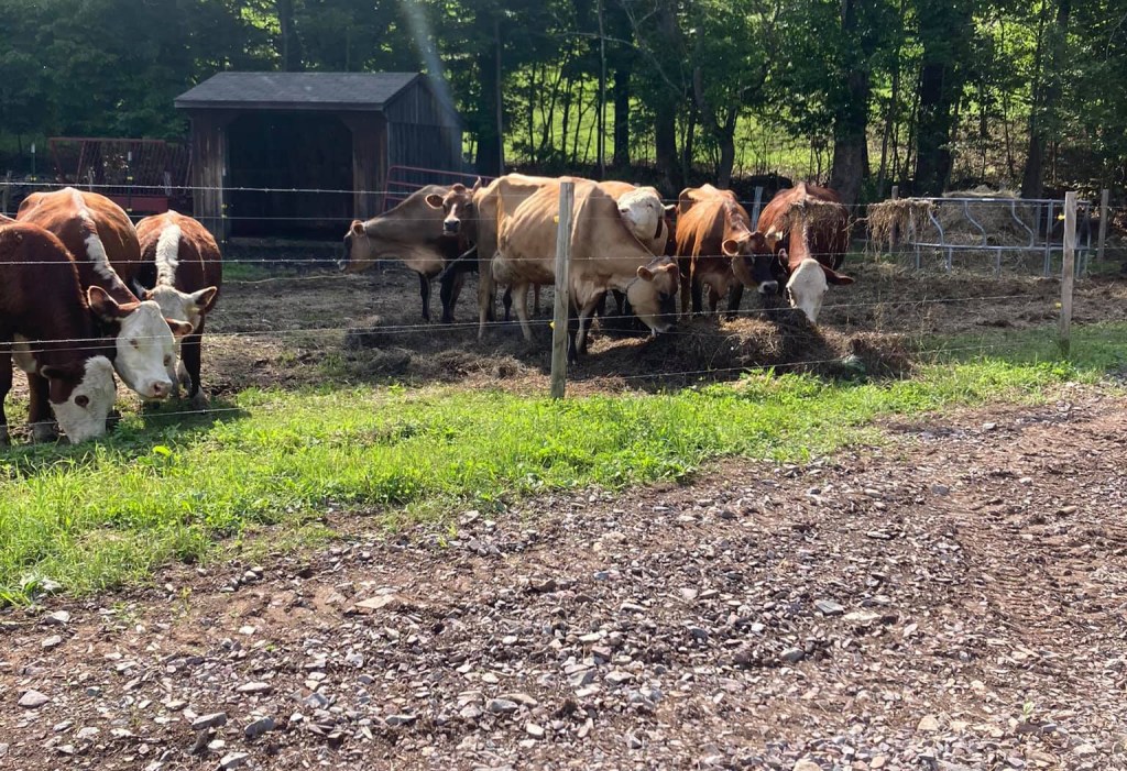 Whole milk likely to return to school lunchrooms – Scranton Times-Tribune