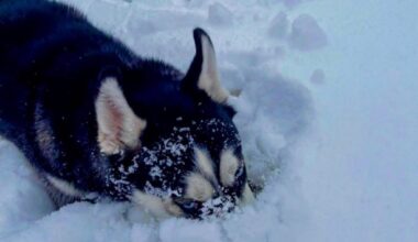 Animal shelters in Northeast Pennsylvania weather winter storm