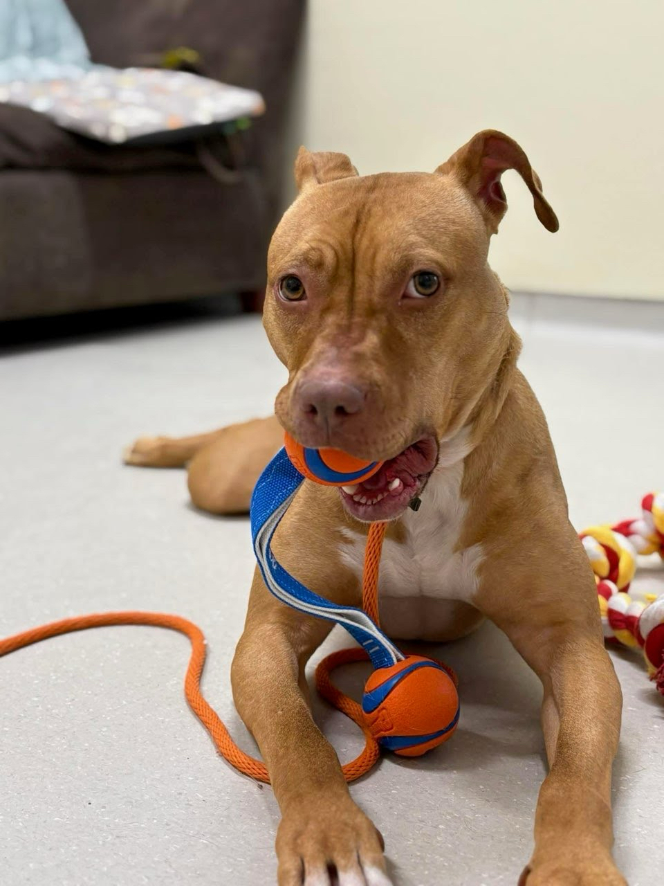 Rosetta, a dog at Griffin Pond Animal Shelter, plays with...