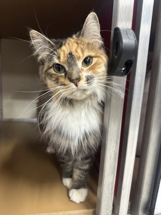 Helix, a 3-year-old female, has been developing her manners after...