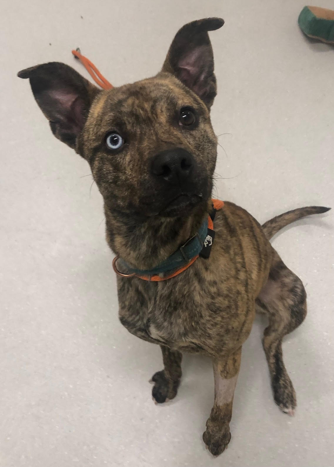 Sven is a 41-pound male who is about a year...