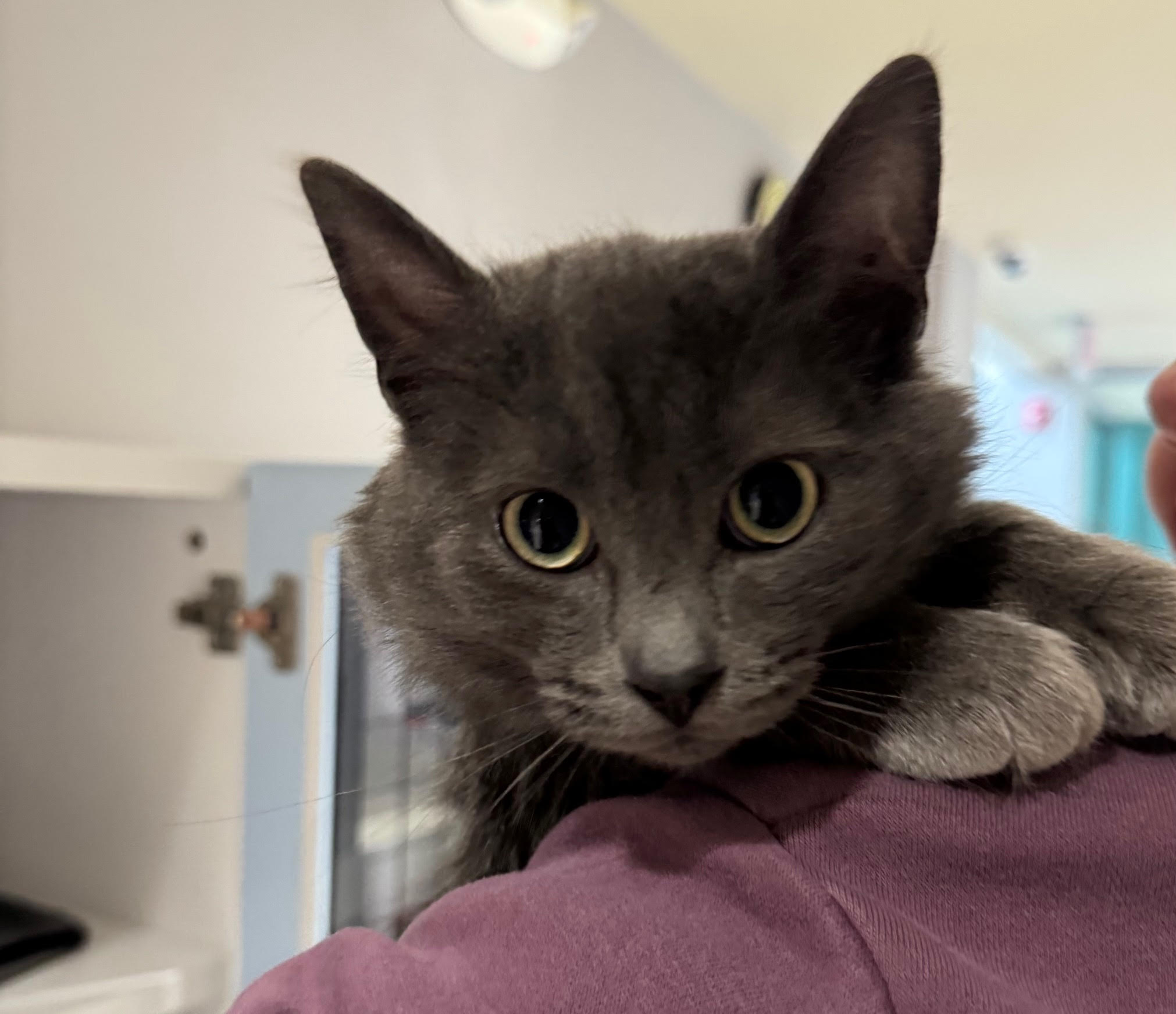 Picasso, an 8-month-old gray long-haired male, is playful and enjoys...