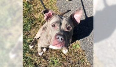 Pets of the Week sponsored by Dr. PAWS, January 18, 2026