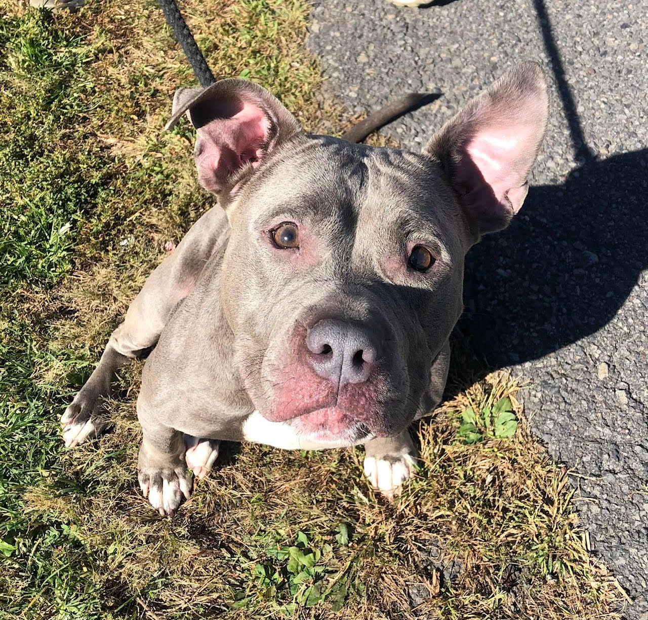 Trixie, a female pit bull, walks well on a leash...