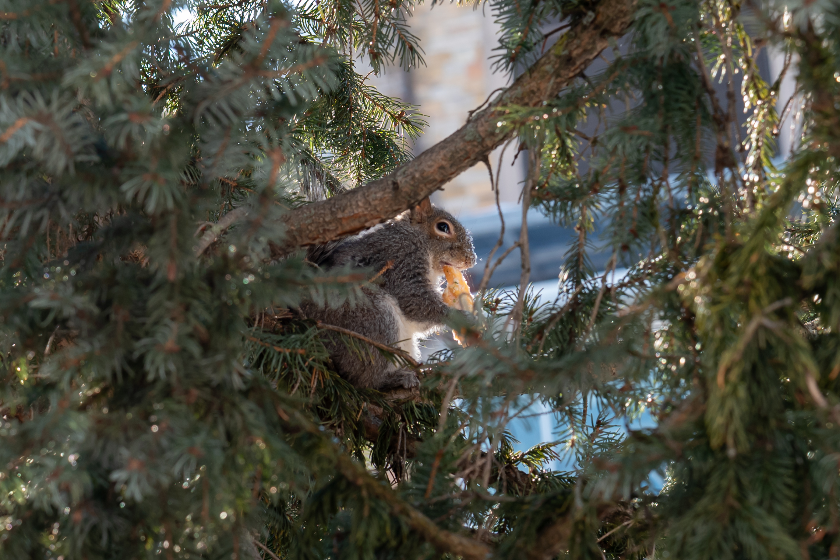 A squirrel in a tree near Courthouse Square in Scranton...