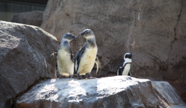 12+ things to do in Pittsburgh this weekend: Penguin Palooza
