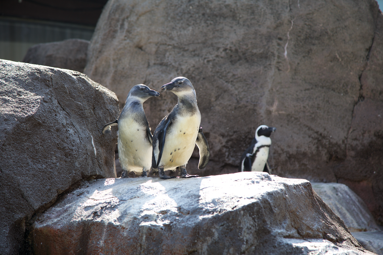 12+ things to do in Pittsburgh this weekend: Penguin Palooza