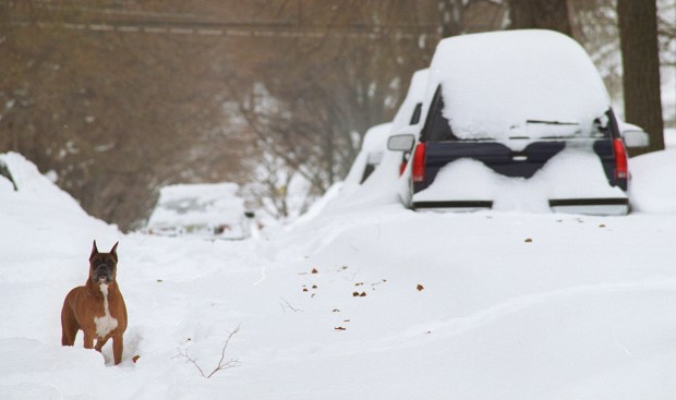 A dog stands in the middle of an unplowed Elm Street, just North of Hamilton, in Bethlehem after the blizzard of 1996. (Chuck Zovko/The Morning Call)