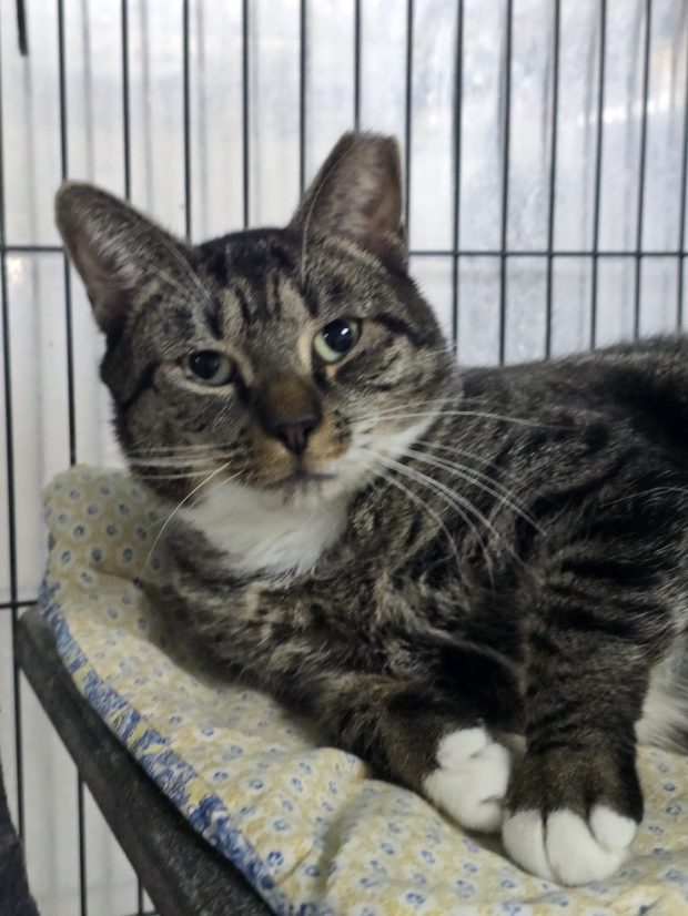 Hubert (Pets in Need)