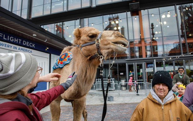 People pet Einstein the camel during the 14th annual Three Kings Celebration on Sunday, Jan. 4, 2026, at SteelStacks in Bethlehem. (Jane Therese/Special to The Morning Call)