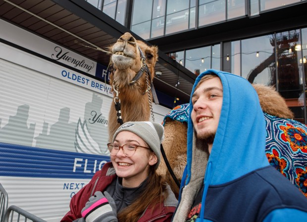 People have their photo taken with Einstein the camel during the 14th annual Three Kings Celebration on Sunday, Jan. 4, 2026, at SteelStacks in Bethlehem. (Jane Therese/Special to The Morning Call)