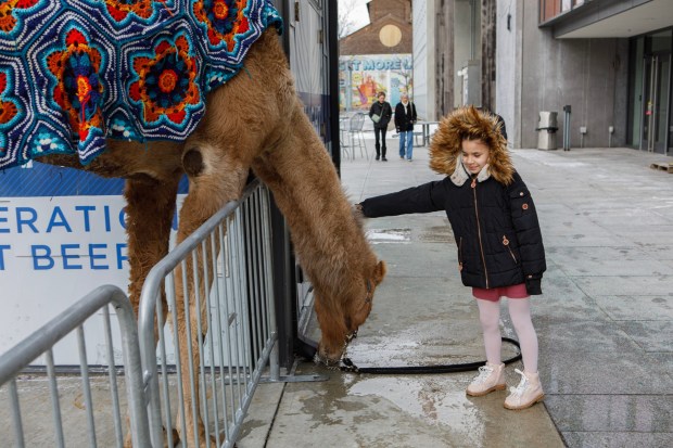 Reya Soto, 7, of Bethlehem pets Einstein the camel during the 14th annual Three Kings Celebration on Sunday, Jan. 4, 2026, at SteelStacks in Bethlehem. (Jane Therese/Special to The Morning Call)