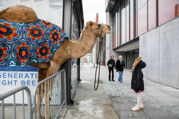 Reya Soto, 7, of Bethlehem looks up at Einstein the camel during the 14th annual Three Kings Celebration on Sunday, Jan. 4, 2026, at SteelStacks in Bethlehem. (Jane Therese/Special to The Morning Call)