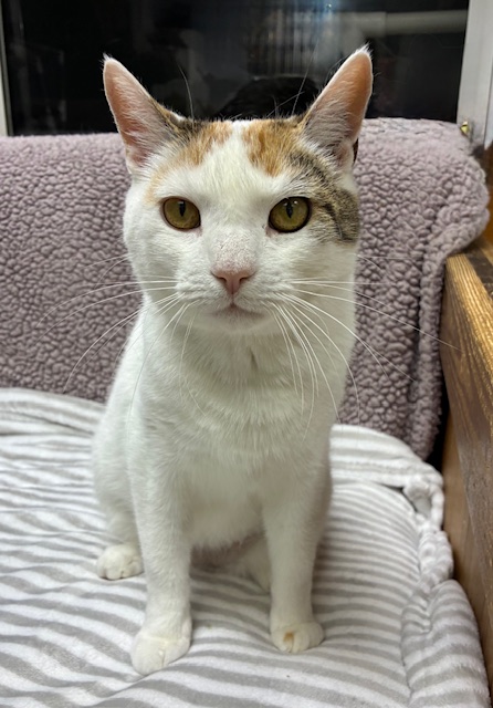 Tiltawhirl (Sanctuary at Haafsville)