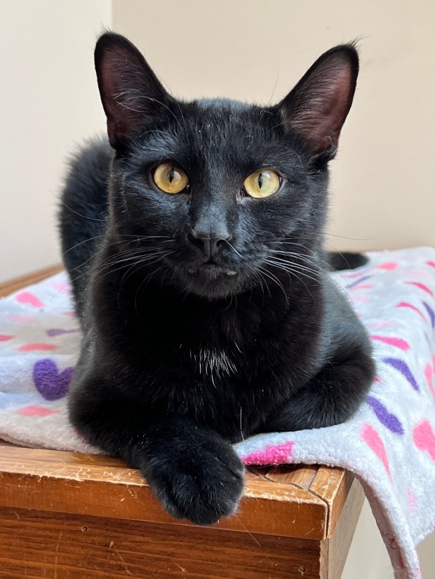 Alo (Forgotten Felines)