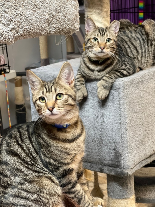 Aster & Junior (Forgotten Felines)