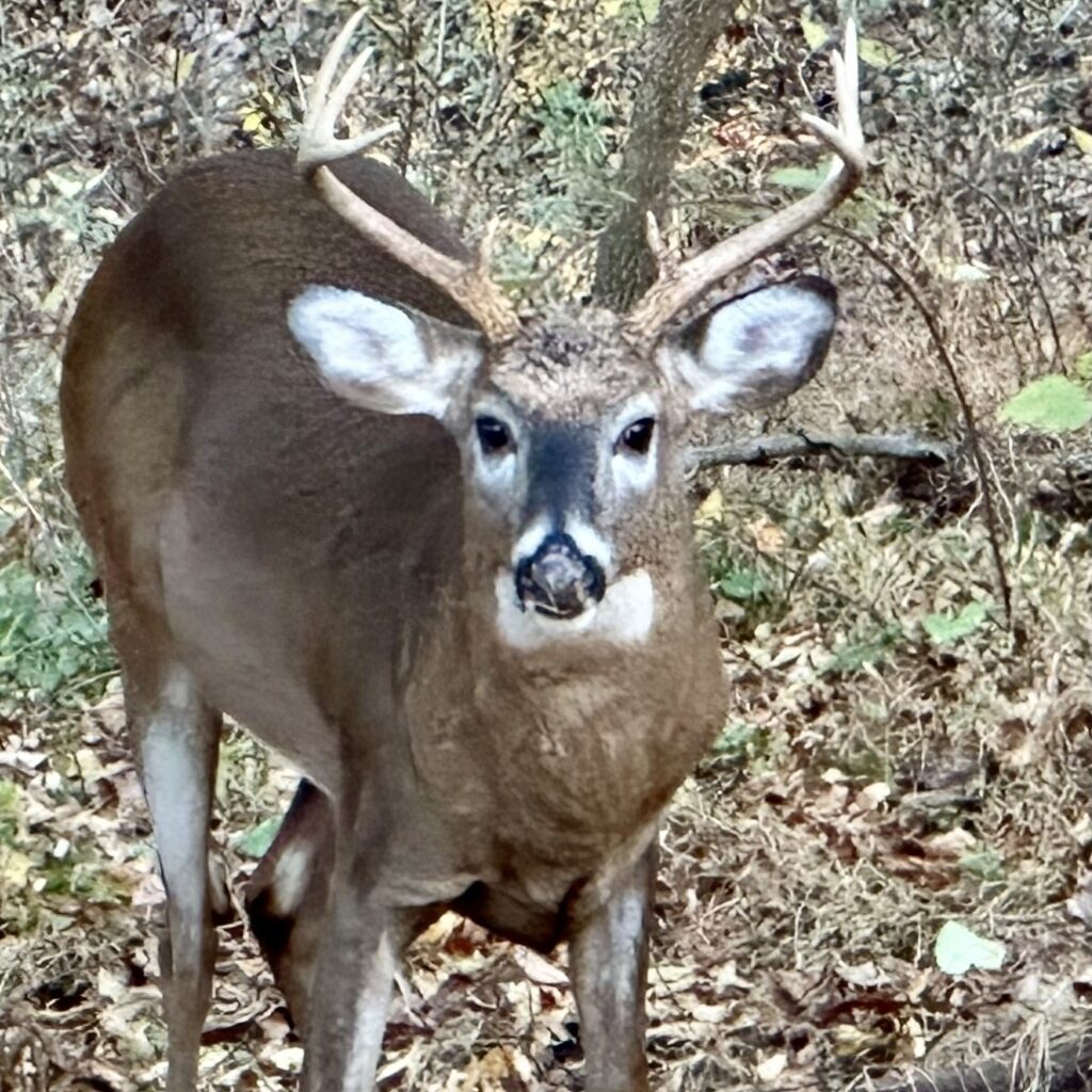 Pennsylvania Game Commission proposal spurs more opening day controversy