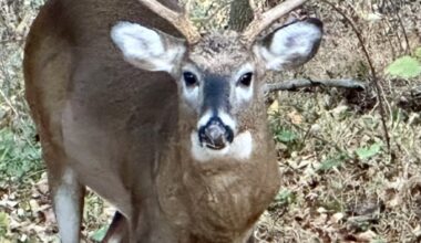 Pennsylvania Game Commission proposal spurs more opening day controversy