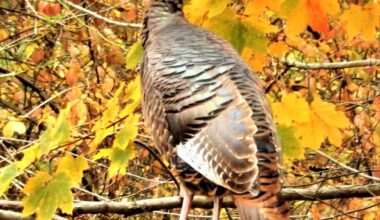 It’s time to track turkeys in the Keystone State