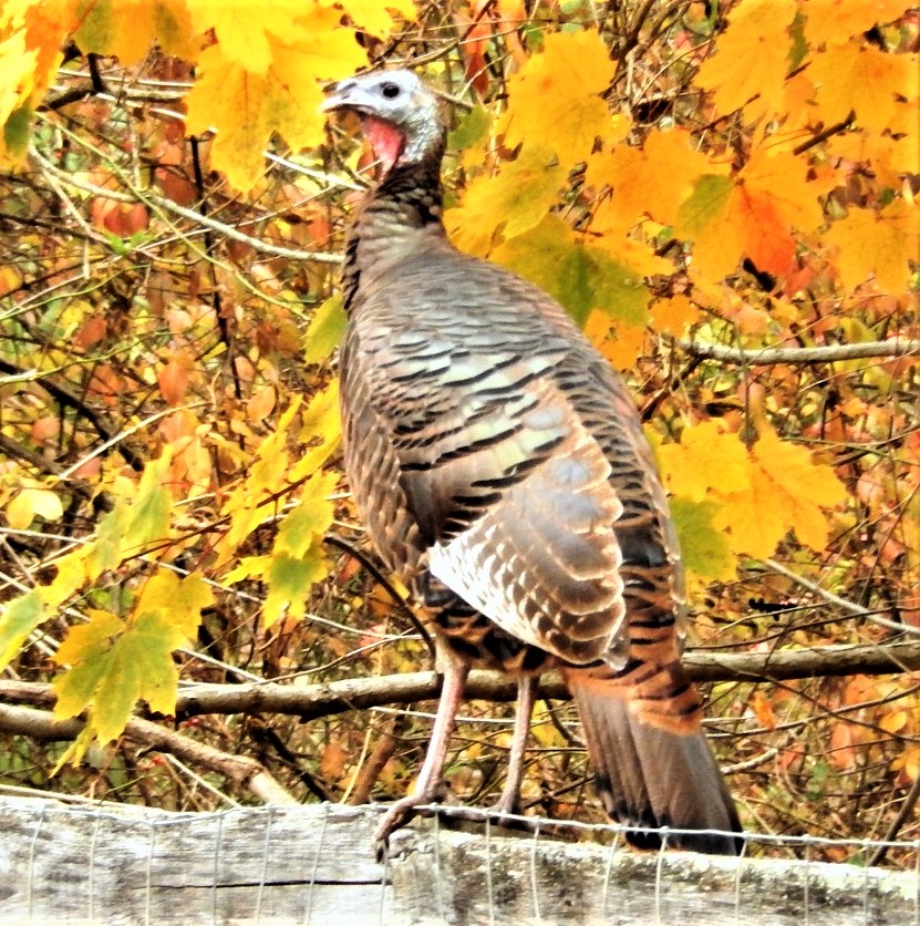It’s time to track turkeys in the Keystone State