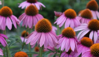 Erie County opens tree and shrub sale for 2026