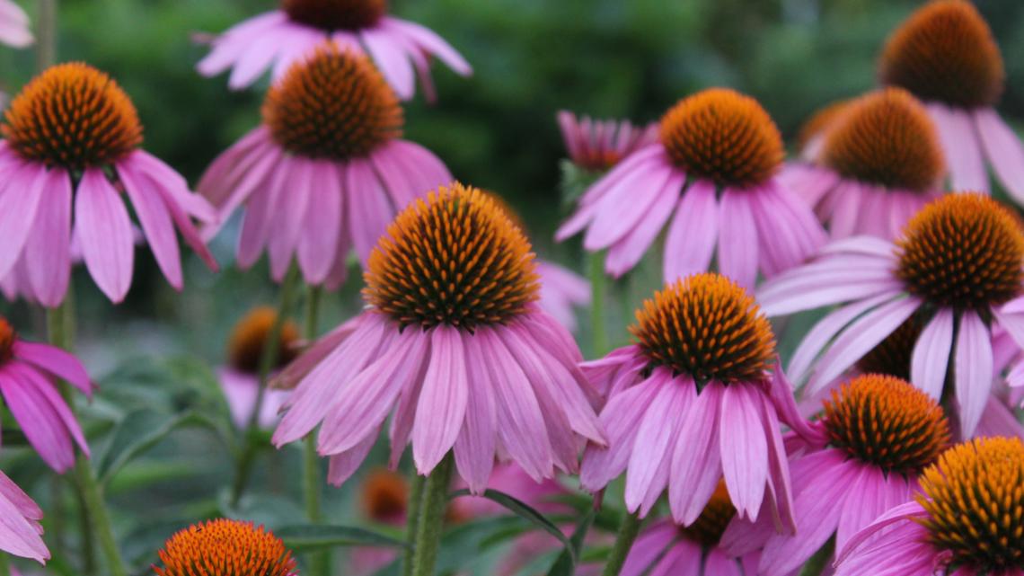 Erie County opens tree and shrub sale for 2026