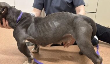 'Neglected and emaciated' | Erie residents face animal cruelty charges after police seize 18 dogs