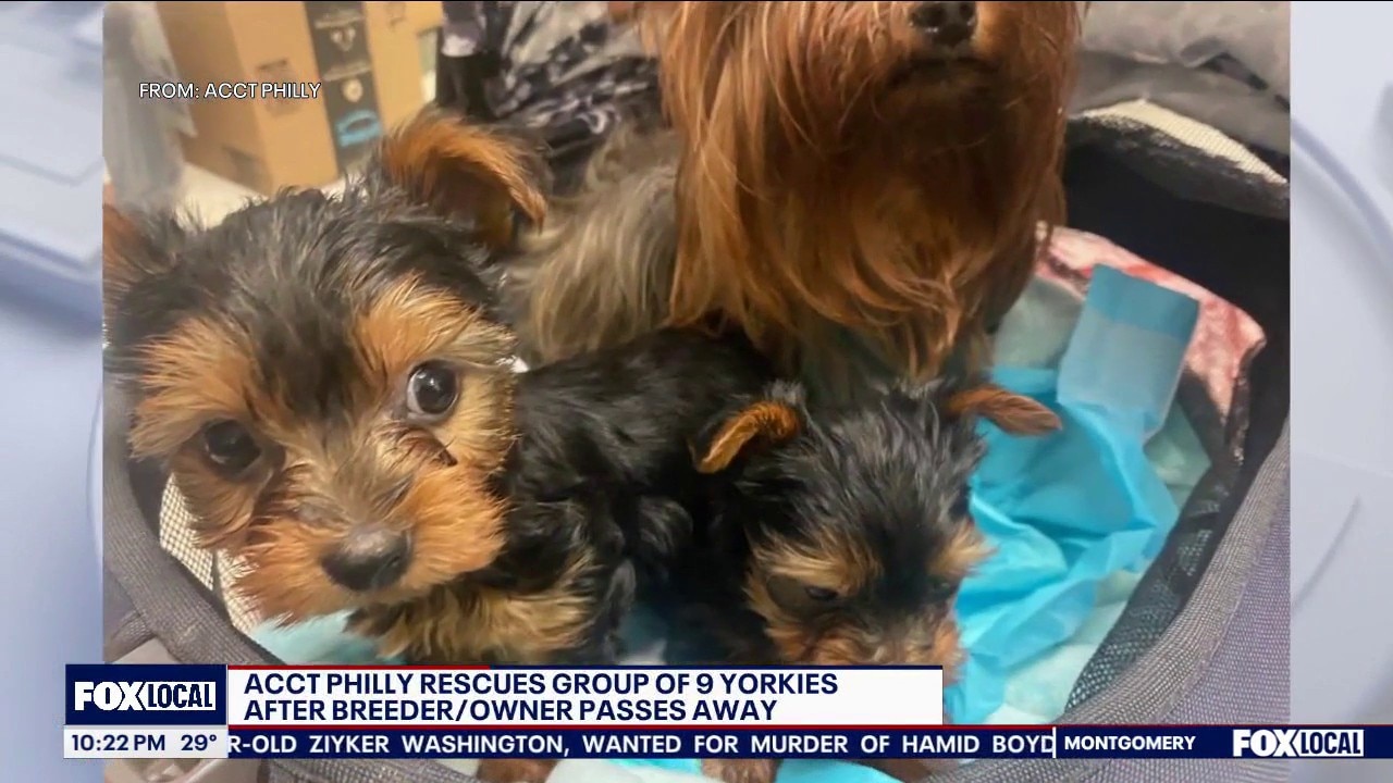 ACCT Philly rescues group of yorkies after owner dies