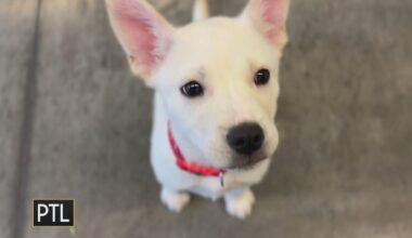 From suitcase to safety: HARP helps save abandoned dog