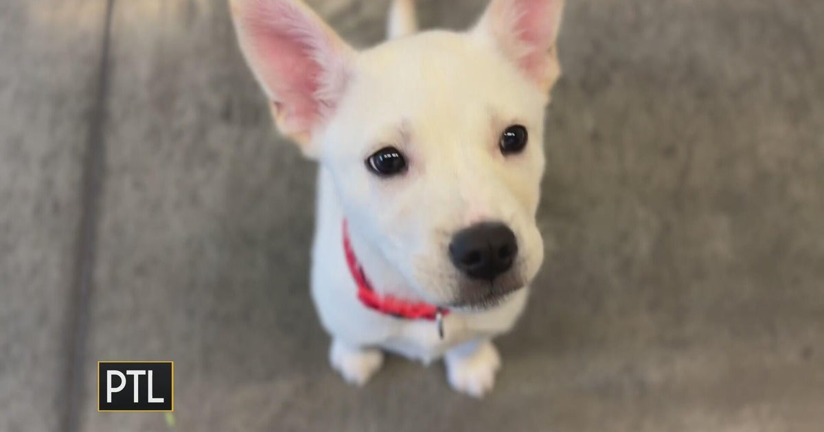 From suitcase to safety: HARP helps save abandoned dog