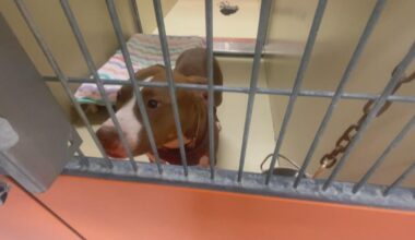 Pit bull linked to Center City Philadelphia attacks in custody, police say