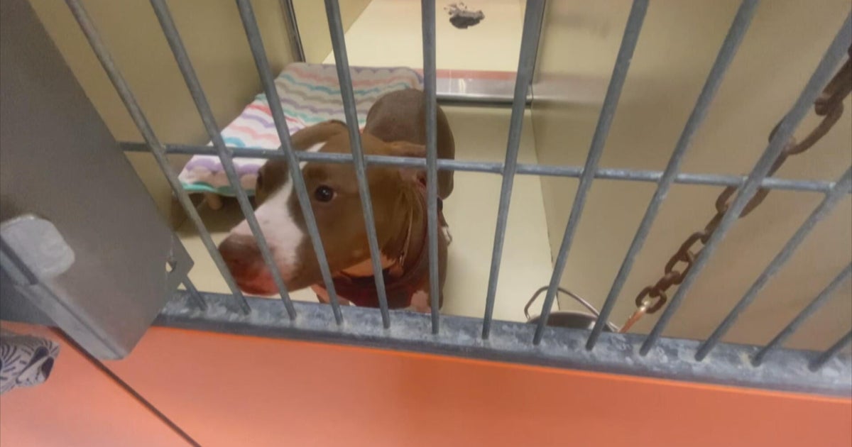 Pit bull linked to Center City Philadelphia attacks in custody, police say