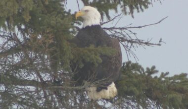 SPCA Serving Erie County releases Bald Eagle
